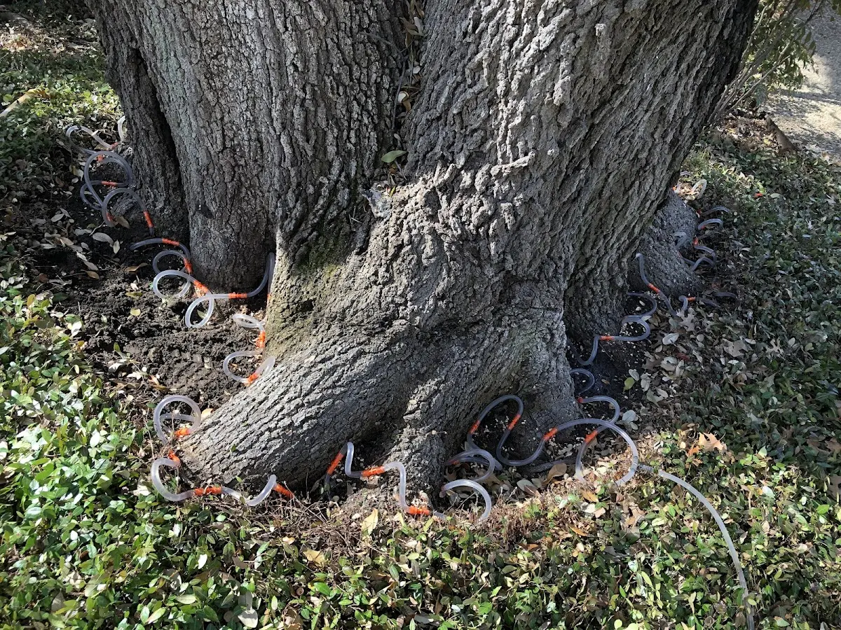 Detailed Tree Cabling and Bracing job site in Reese