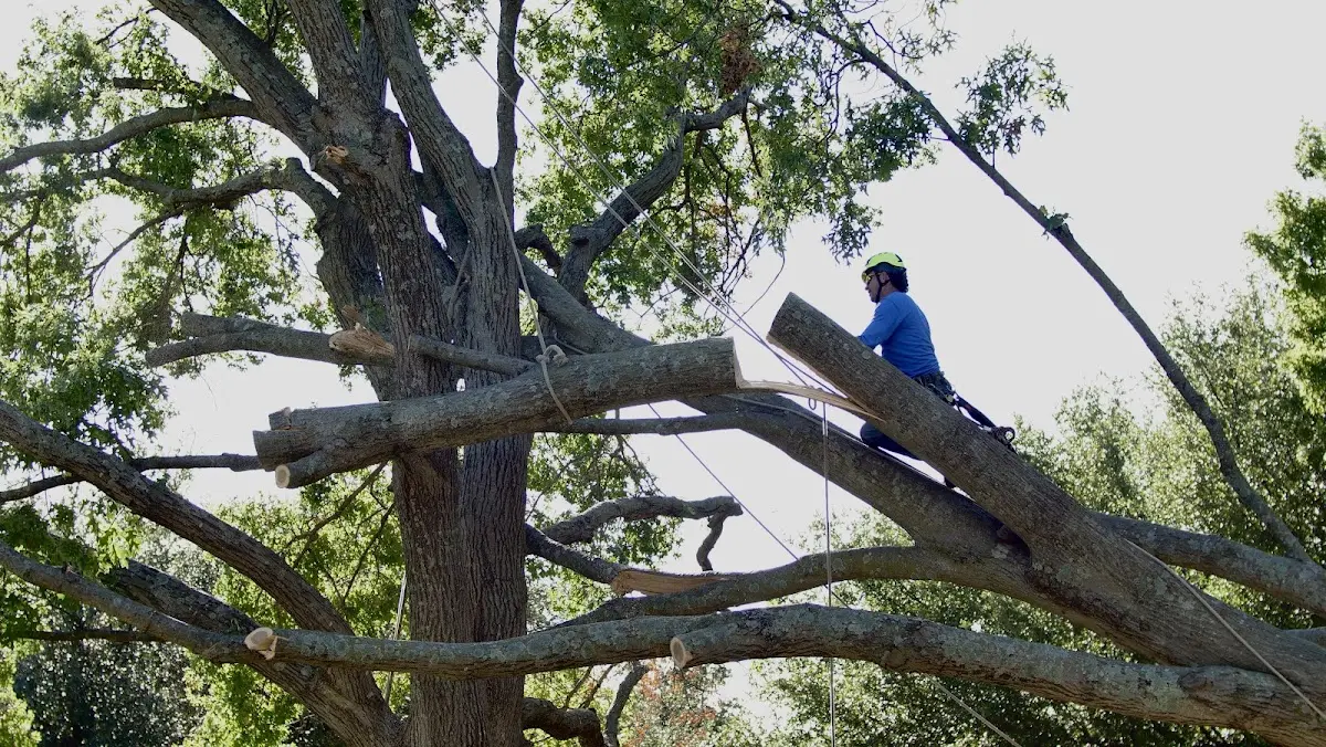 Professional Crown Thinning performed by certified arborists in Reese